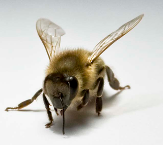 Illustration for article titled Honeybee friendships may shed light on human social life